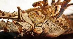  In 2011, commercial fishermen reported they caught 255,698 pounds of spiny lobster in the V.I.